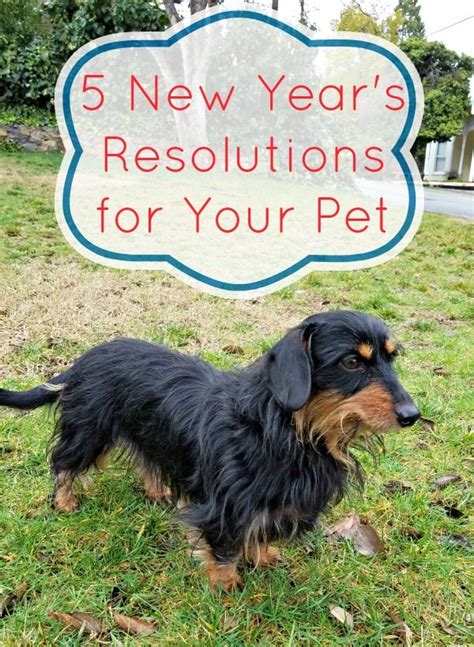 5 New Year's Resolutions for Your Pet - Clever Housewife