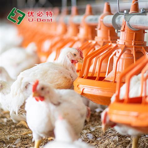 New Design Broiler Floor Raising Chicken Farming Feeding System