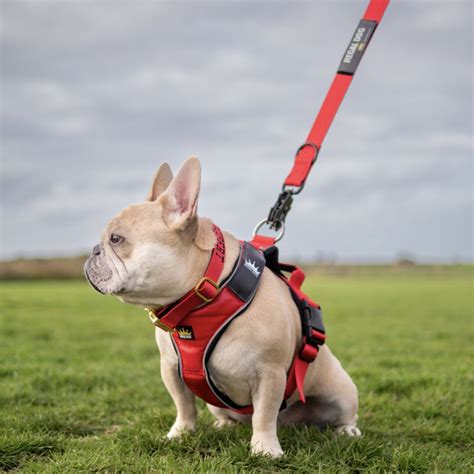 What Are The Benefits Of Dog Harnesses Regal Dog