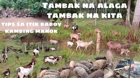 Tips Sa Pag Aalaga Ng Itik Kambing Baboy Manok Sa Tambak Na Alaga