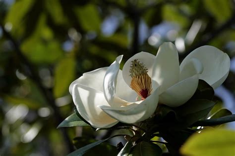 タイサンボク泰山木 大きな白い花 身近な自然を撮る