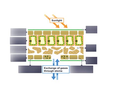 62 Diagram Of Leaf Structure Diagram Quizlet