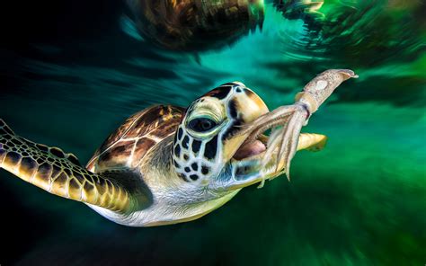 Sea Turtle Tortoise Turtle K Wallpaper Coolwallpapers Me