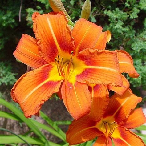 Hemerocallis Fulva Lis Dun Jour Daylily Jardins Michel Corbeil