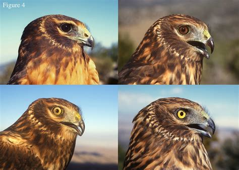 Eye Color in Raptors – HawkWatch International