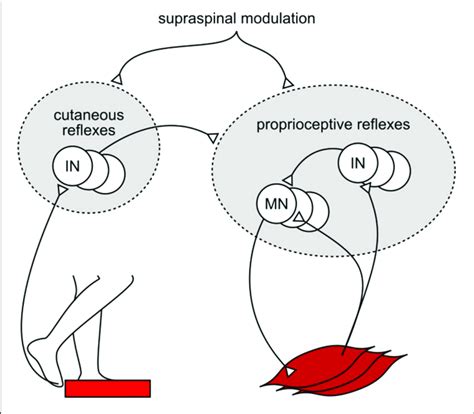 Example Of Proposed Cutaneous Amplification Of Proprioceptive Reflex