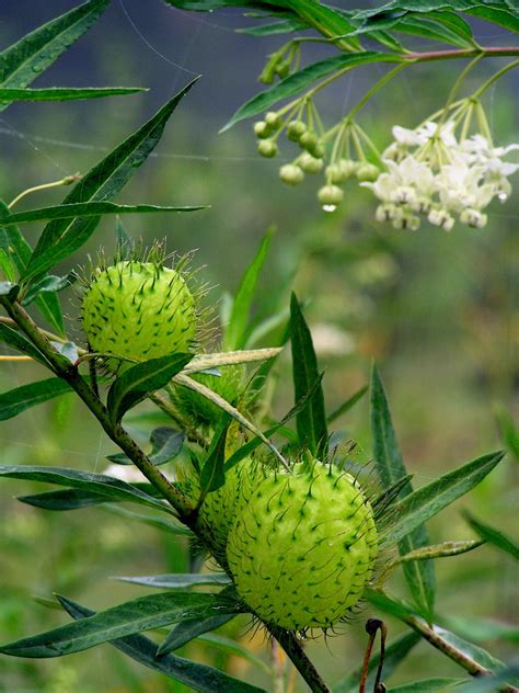 Free Images Tree Nature Branch Blossom Flower Bloom Food Green