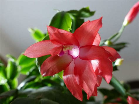 Schlumbergera Bridgesii Christmas Cactus World Of Succulents