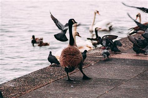 El significado de soñar con gallinas patos y gansos Interpretación