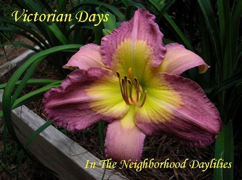 Victorian Days Munson R W Daylily Victorian Days R W Munson