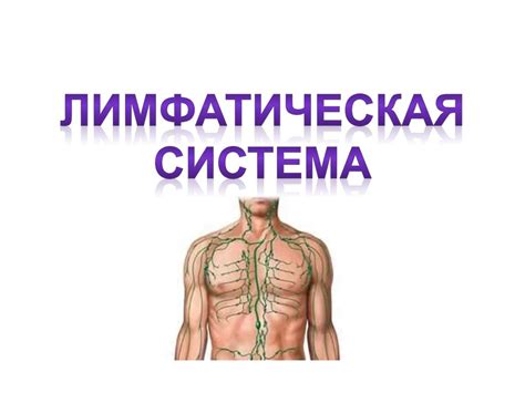 Лимфатическая система - презентация онлайн
