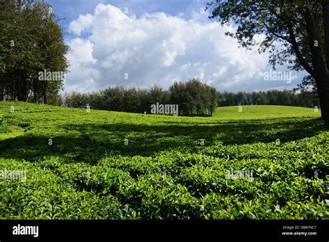 Tea plantations in the Kaffa region of Ethiopia Stock Photo - Alamy