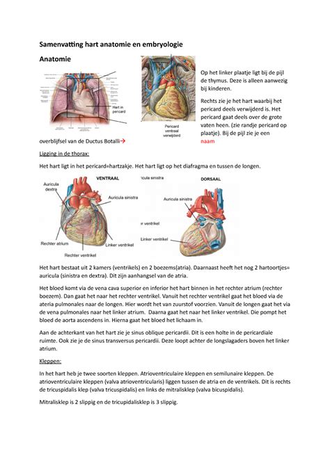 Samenvatting Hart Anatomie En Embryologie Samenvatting Hart Anatomie