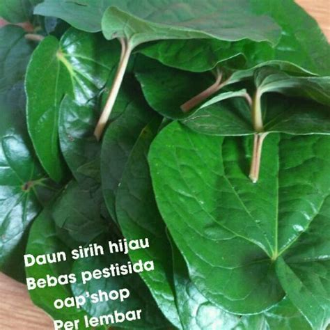 Jual Sirih Hijau 1000 Gram 1kg Petik Segar Saat Order Masuk Daun