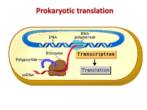 PPT - Prokaryotic gene regulation PowerPoint Presentation, free ...