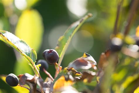 Garten Navi Eberesche Aronia Hybrid X Amelasorbus Jackii