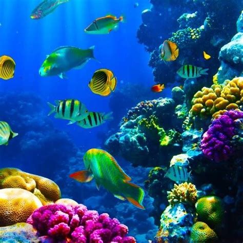 Beautiful Deep Sea Photo Tropical Fish Ocean Creatures Sea Fish