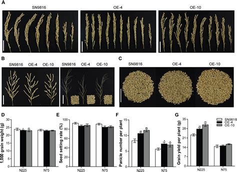 Frontiers Increased Autophagy Of Rice Can Increase Yield And Nitrogen