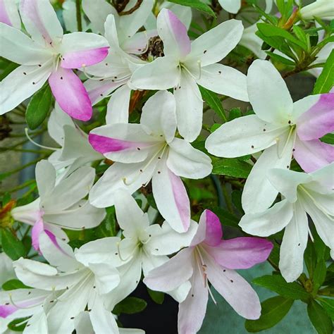 Evergreen Azalea Satsuki In Variety Evergreen Azaleas Millais Nurseries