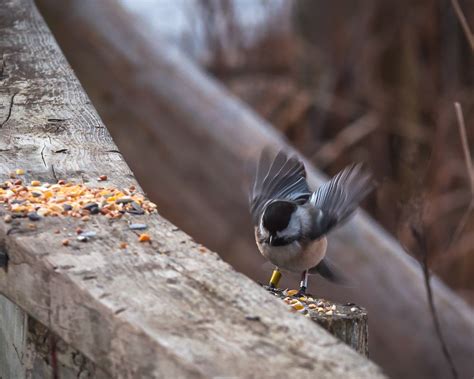 Motion Excited Wings In Motion At Feeding Time Dave Demarco Flickr