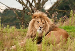 Gir National Park - Gir Wildlife Sanctuary & Forest, Gujarat, India