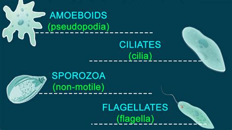 Protozoa And Algae — Lesson Science Cbse Class 8