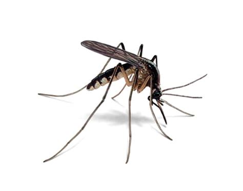 Charlotte Mosquito Control | Mosquito Treatment & Prevention