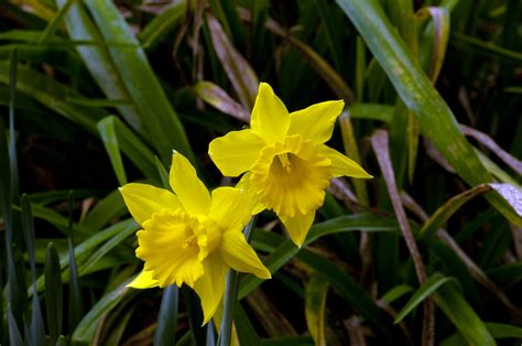 Yellow Daffodils Free Stock Photo - Public Domain Pictures