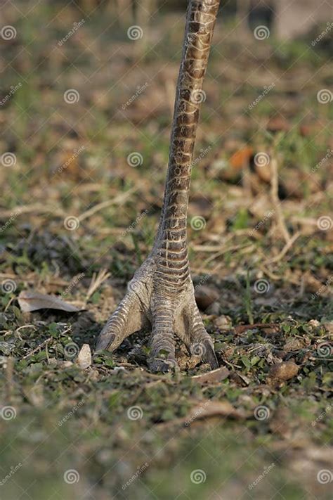 Greater Rhea Rhea Americana Stock Photo Image Of Flightless Nature