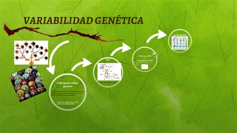 Variabilidad GenÉtica By On Prezi