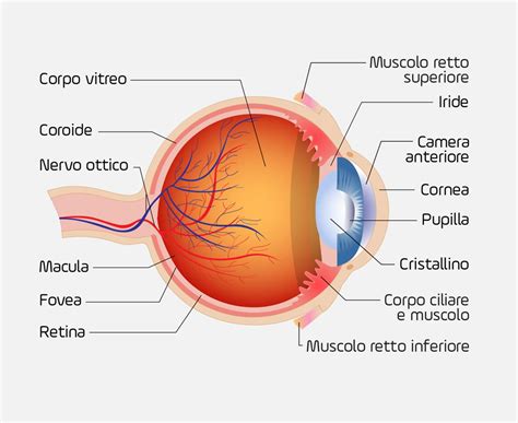 Anatomia dell occhio dell uomo è fatto l occhio umano