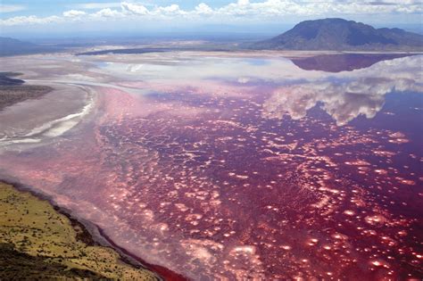 Lake Natron Tanzanias Bright Pink Salty Soda Lake How It Works Magazine