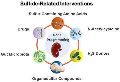 Sulfur Amino Acids Kidney at Whitney Luke blog