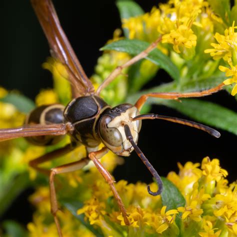 Northern Paper Wasp A Northern Paper Wasp On The Golden Ro Flickr