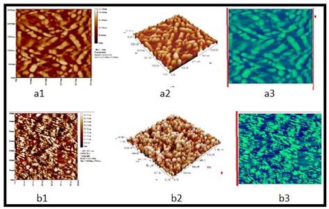 Afm Image Of Bacterial Cellulose D D Photo Film At C