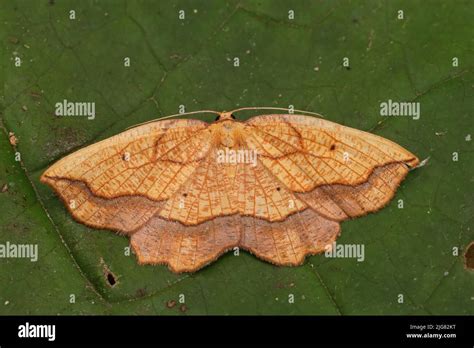 Closeup On A Bordered Beauty Geometer Moth Epione Repandaria Sitting