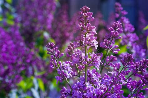 Bright Lilac Bloom On Blue Sky Background Stock Image Image Of