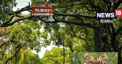 Pilibhit Tiger Reserve अब बाघ संरक्षण के प्रोजेक्ट से जुड़ेंगी महिलाएं बनेंगी बाघ मित्र