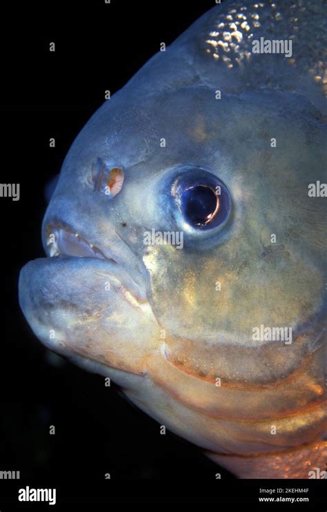 Red Bellied Piranha Serrasalmus Nattereri Stock Photo Alamy