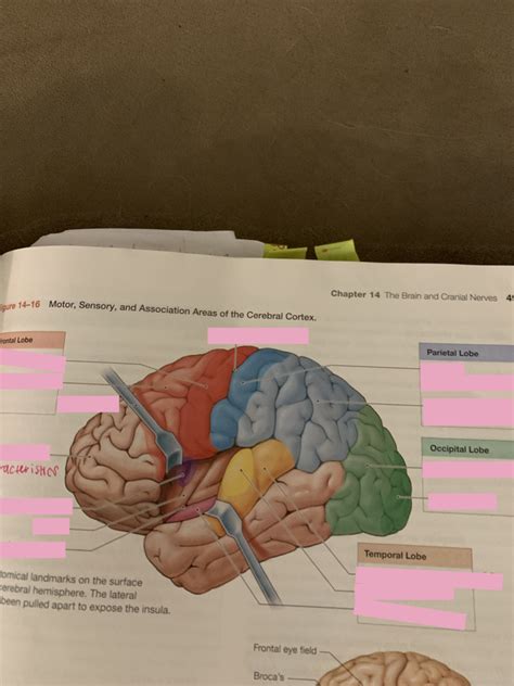 Motor Sensory Association Areas Of Cerebral Cortex Diagram Quizlet