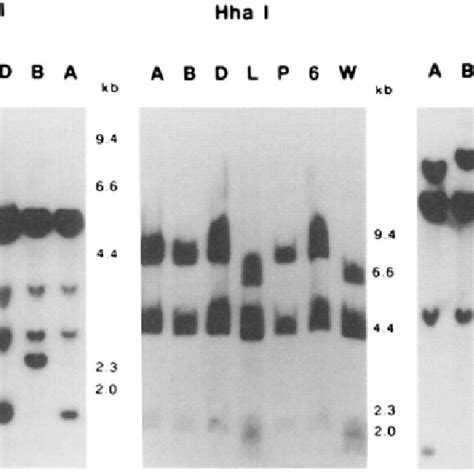 Southern Blot Analysis Of Rat Total Cellular Dna Digested With The