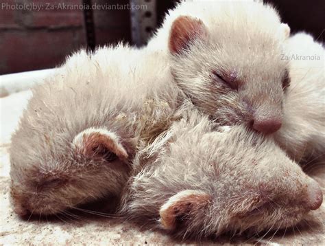 Cerberus Sleep By Zakraart On Deviantart