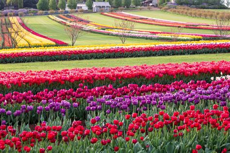 Stunning Flower Fields And Festivals To Visit In Australia - Sow ʼn Sow