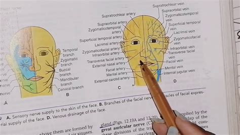 Anatomy Of Face Part 2 Arterial And Venous Supply Headneckanatomy