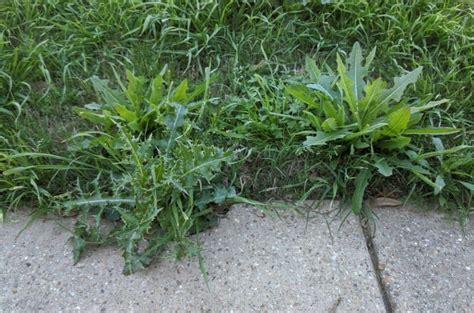 6 Easy Steps To Restore A Lawn Full Of Weeds