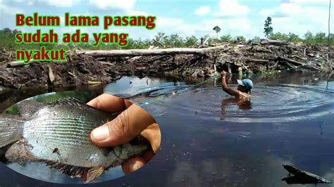 Natural Life Cara Menjaring Ikan Biawan Di Rawa Gambut Youtube