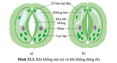 2 Sự trao đổi khí ở thực vật diễn ra như thế nào