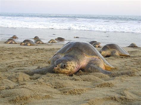 Tortugas Marinas Qu Especies Habitan En M Xico