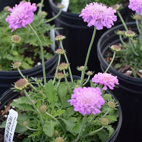 Scabiosa Columbaria Pink Mist Horsford Gardens And Nursery