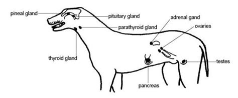 Animal Care Plc Nervous And Endocrine System